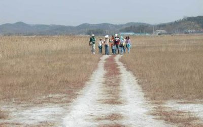 살기위한 갯벌의 몸부림 – 송도갯벌 기행에서 있었던 일