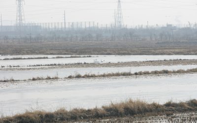 고니와 두루미 등 철새도래지, 청라매립지 보전대책 수립하라!