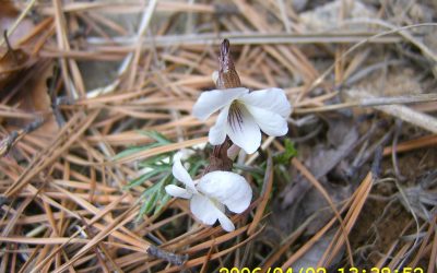 남산제비 날아왔네요