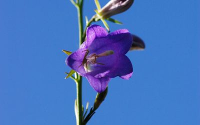 잔대