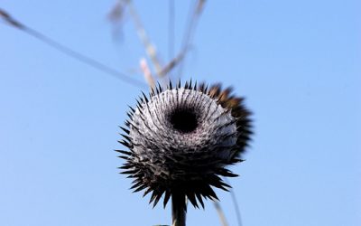 수리취
