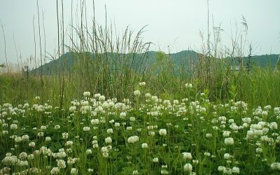 녹지체육공원 송도 시민휴식공간의 생태자연