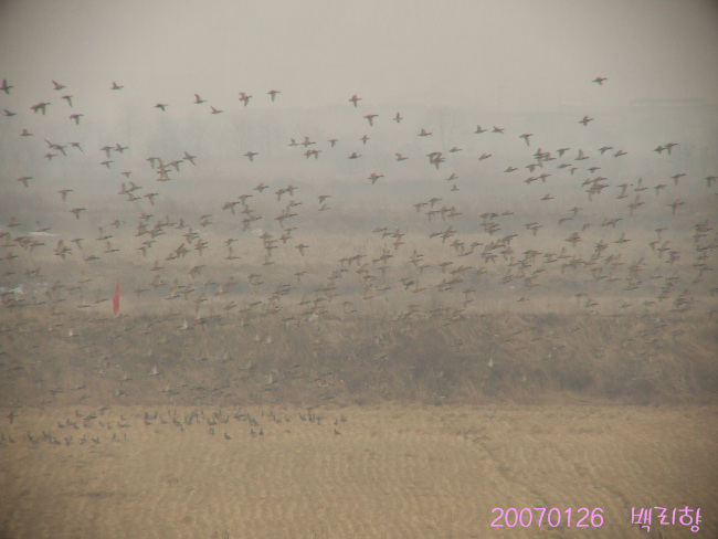 2007_0126gongsimbirds0174