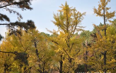 10월 29일 계양산친구들과 함께 계양산에서…