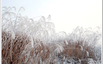 굴포천 상고대 2