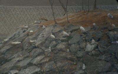 20100426(월)저어새섬 점심 때 모니터링