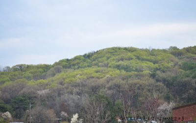 2013.4.28 계양산/군부대 뒷편.두꺼비 산란터