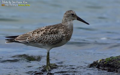 붉은어깨도요 / Great Knot