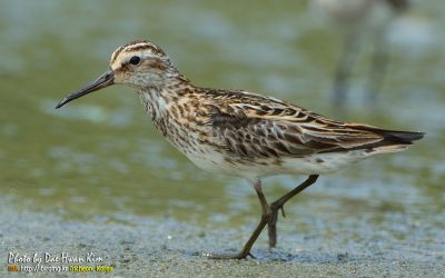 송곳부리도요 / Broad-billed Sandpiper