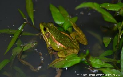 금개구리 조사 같이 가요~