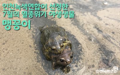 [보도자료] 인천녹색연합, 7월의 멸종위기야생생물 ‘맹꽁이’선정