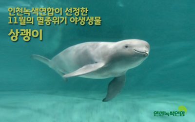 [보도자료] 인천녹색연합, 11월의 멸종위기야생생물 ‘상괭이’선정