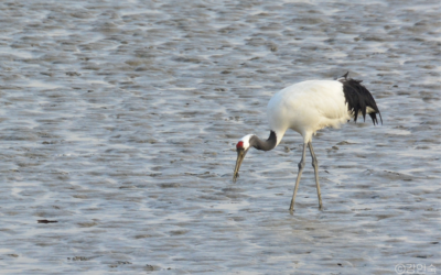 제1회 두루미 축제