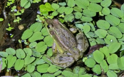 [보도자료] 금개구리 사는 논습지, 개발로 절반 사라질 위기