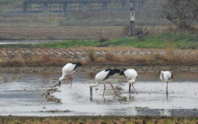 [보도자료] 황새 무리 월동 사례 공식 첫 기록 등  백령도 조류 관찰 기록 보고서 발간