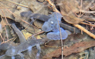 🐸인천의 양서류를 보호할 시민과학자를 찾습니다!🧑🤝🧑