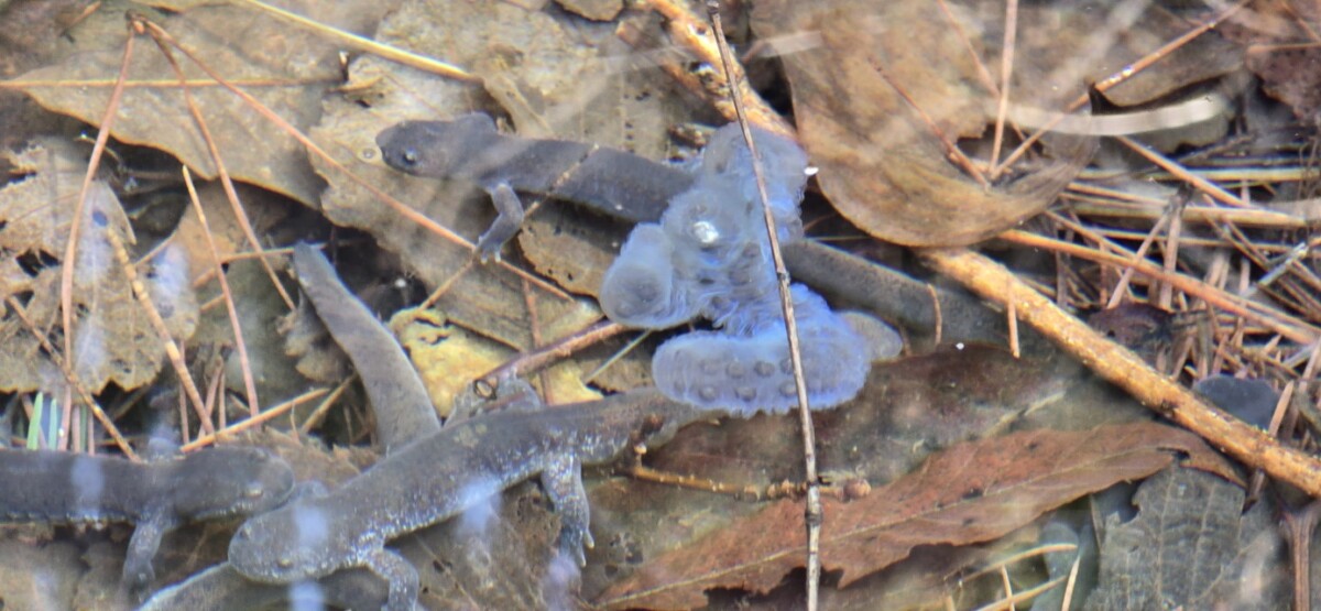 c_3adUd018svc1f1zykwgrcpdk_cqh87y (1).jpg