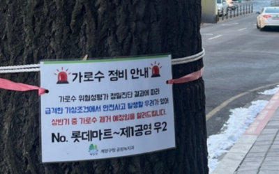 [논평] 죽음을 앞둔 94주의 가로수에게 감사와 애도를 표하며