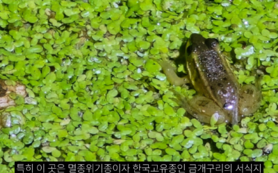 [세계습지의날 성명서] 인천 내륙 대규모 논습지에 삼산4지구 도시개발사업은 전면 재검토 되어야 한다.