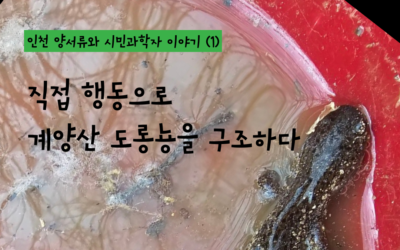 인천 양서류와 시민과학자 이야기 (1) – 직접 행동으로 도롱뇽을 구조하다