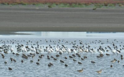 [보도자료] 전 세계 알락꼬리마도요 15%의 안식처, ‘영종 제2준설토투기장’ 보전 대책 시급(2025년 영종갯벌 조류 모니터링 결과)